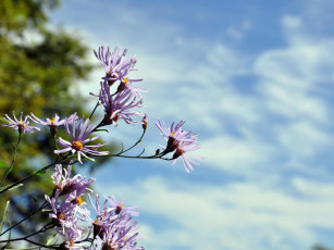 Картинка автор виктор алеветдинов цветы луговые полевые