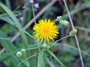 Картинка автор виктор алеветдинов цветы луговые полевые