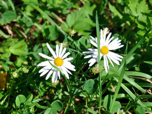 Картинка автор виктор алеветдинов цветы ромашки