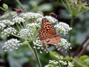Картинка автор виктор алеветдинов животные бабочки