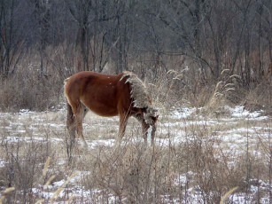 Картинка автор виктор алеветдинов животные лошади