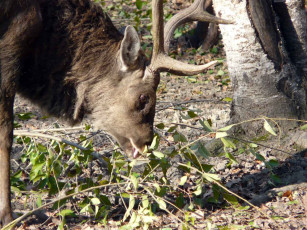 Картинка автор виктор алеветдинов животные олени