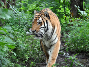 Картинка автор виктор алеветдинов животные тигры