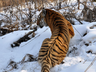 Картинка автор виктор алеветдинов животные тигры