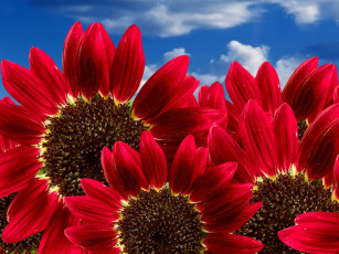 Картинка цветы подсолнухи