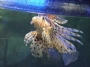 Картинка обитатели моря животные рыбы