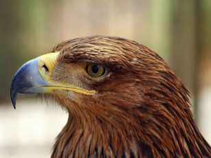 Картинка животные птицы хищники