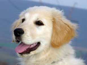 Картинка животные собаки