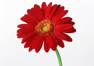 Картинка цветы герберы