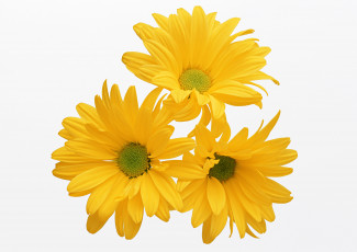 Картинка цветы хризантемы