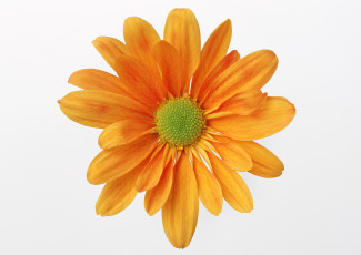 обоя цветы, хризантемы