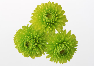 Картинка цветы хризантемы