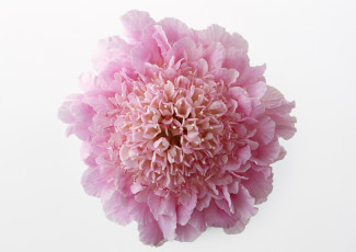 обоя цветы, скабиоза