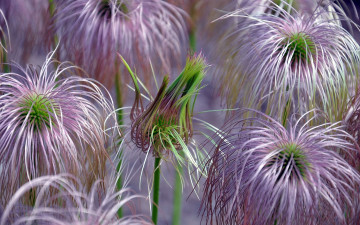 Картинка автор виктор алеветдинов цветы