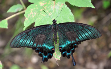 Картинка автор виктор алеветдинов животные бабочки