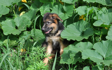 Картинка автор виктор алеветдинов животные собаки