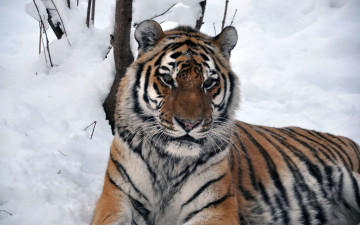 Картинка автор виктор алеветдинов животные тигры