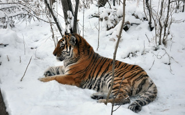 Картинка автор виктор алеветдинов животные тигры