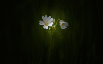 обоя цветы, луговые, полевые