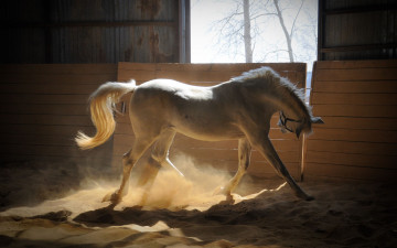 Картинка животные лошади