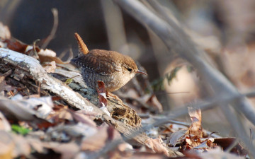 Картинка животные птицы