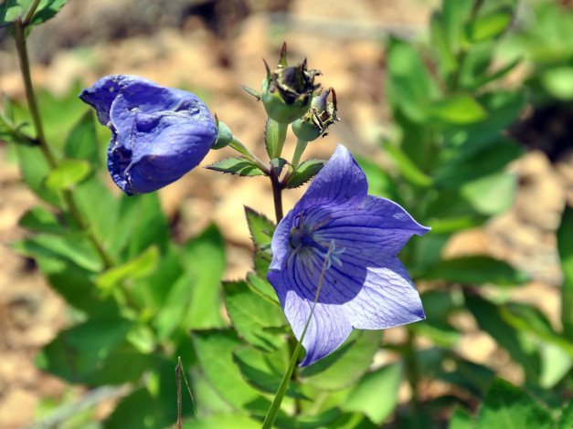 Обои картинки фото автор, виктор, алеветдинов, цветы, колокольчики