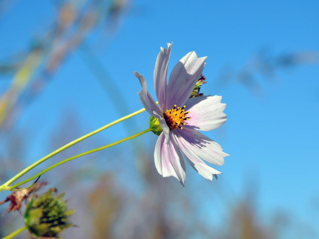 Обои картинки фото автор, виктор, алеветдинов, цветы, космея