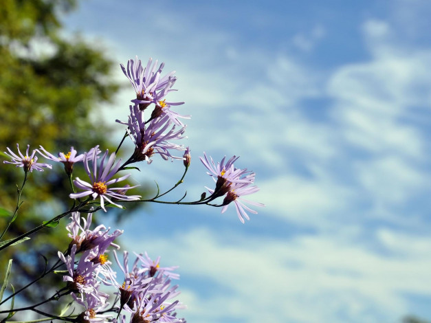 Обои картинки фото автор, виктор, алеветдинов, цветы, луговые, полевые