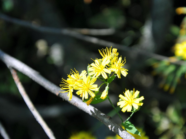 Обои картинки фото автор, виктор, алеветдинов, цветы, луговые, полевые