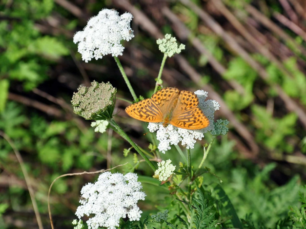 Обои картинки фото автор, виктор, алеветдинов, животные, бабочки