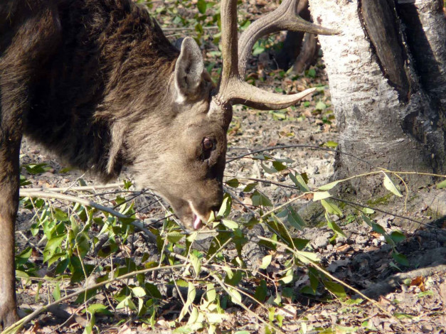 Обои картинки фото автор, виктор, алеветдинов, животные, олени