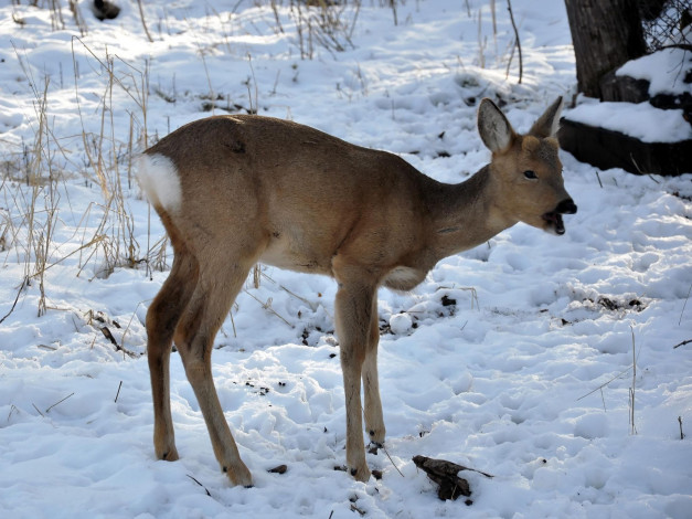 Обои картинки фото автор, виктор, алеветдинов, животные, олени