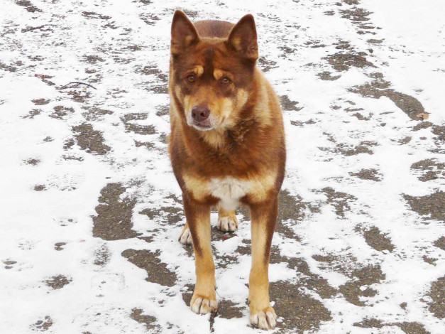 Обои картинки фото автор, виктор, алеветдинов, животные, собаки