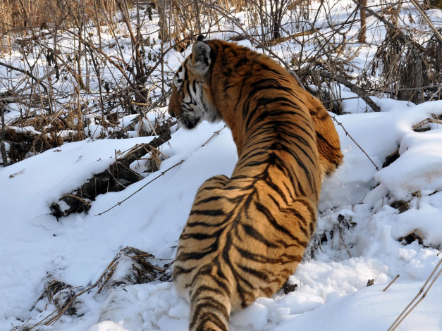 Обои картинки фото автор, виктор, алеветдинов, животные, тигры