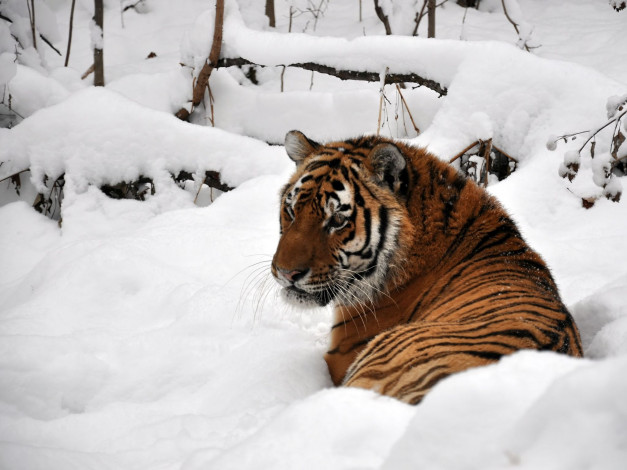 Обои картинки фото автор, виктор, алеветдинов, животные, тигры