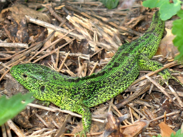 Обои картинки фото автор, Яна, соболева, животные, Ящерицы, игуаны, вараны