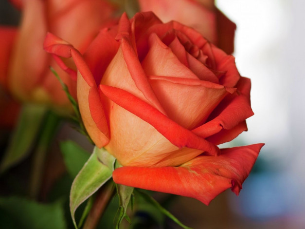 Обои картинки фото цветы, розы