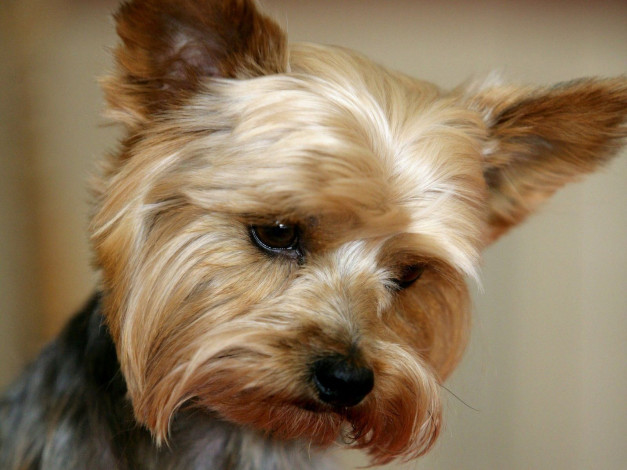 Обои картинки фото животные, собаки