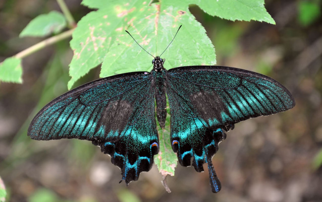 Обои картинки фото автор, виктор, алеветдинов, животные, бабочки