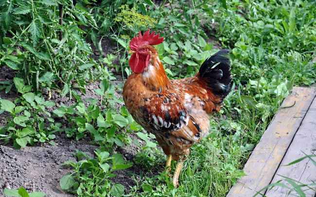 Обои картинки фото автор, виктор, алеветдинов, животные, куры, петухи