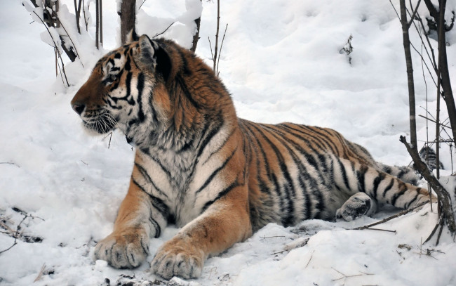 Обои картинки фото автор, виктор, алеветдинов, животные, тигры