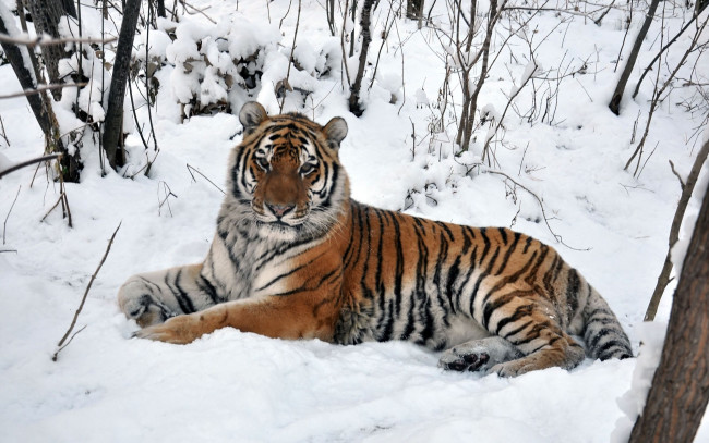 Обои картинки фото автор, виктор, алеветдинов, животные, тигры