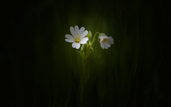 Обои картинки фото цветы, луговые, полевые