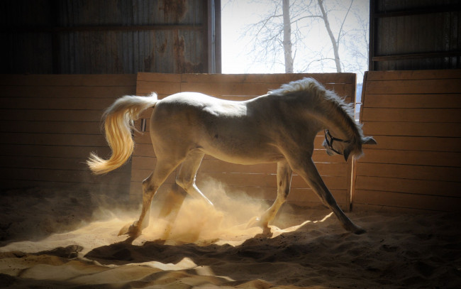 Обои картинки фото животные, лошади