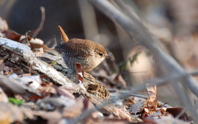 Обои картинки фото животные, птицы