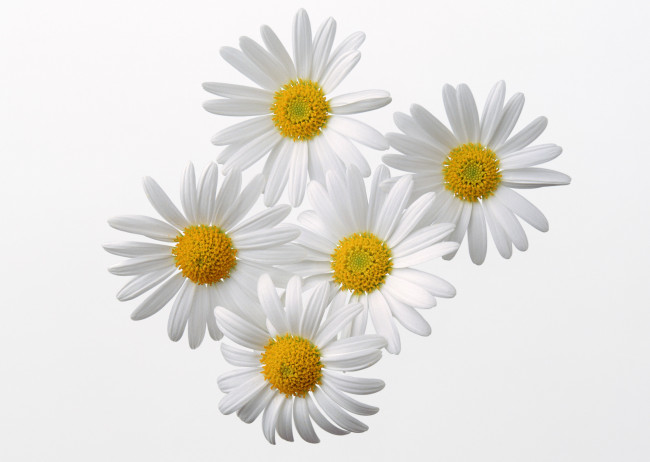 Обои картинки фото цветы, ромашки