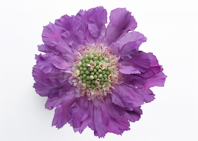 Обои картинки фото цветы, скабиоза