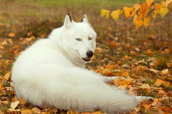 обоя животные, собаки, хаски, лайка, собака