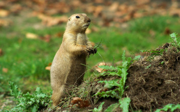 Картинка животные суслики сурки настороже