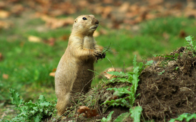 Обои картинки фото животные, суслики, сурки, настороже